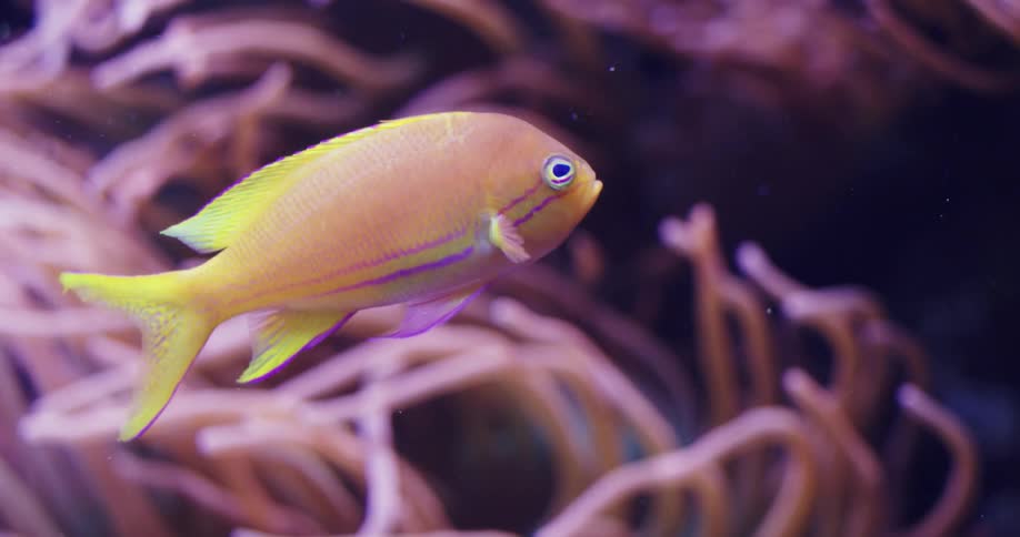 A small fish swims through an aquarium