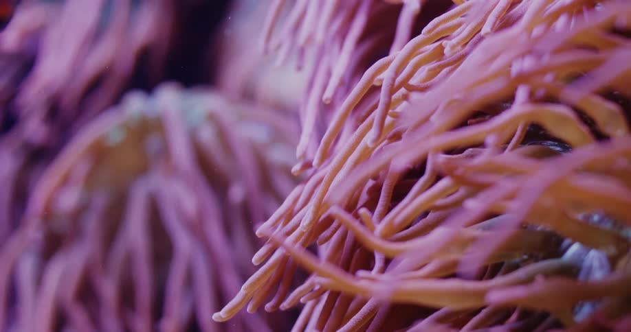 Closeup of sea anemone with long pink tentacles in sea water