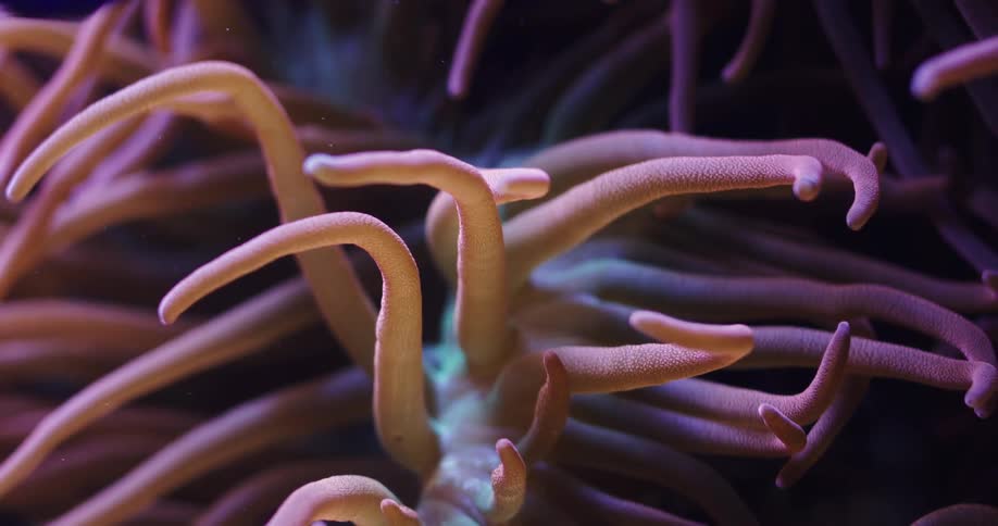 Long tentacles on a plant move underwater
