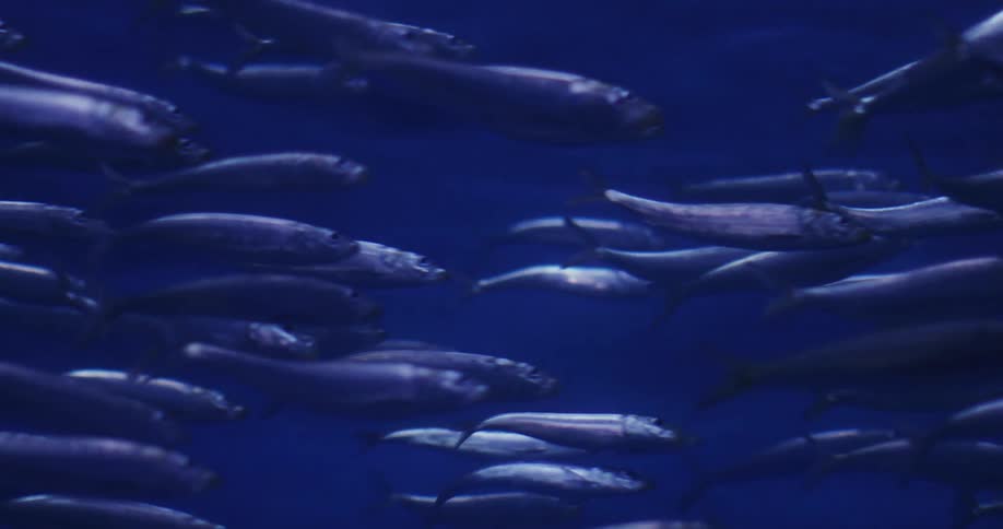 A school of fish are swimming underwater as light shines from above