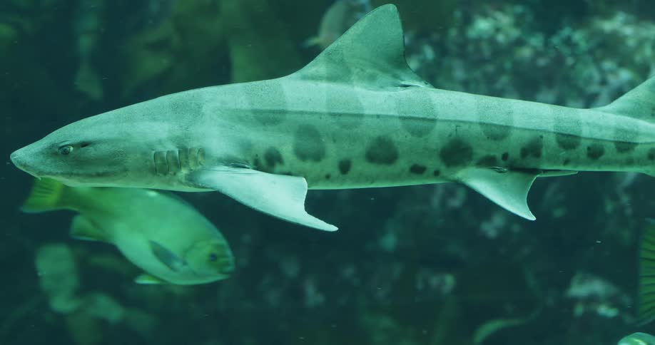 Fish and a shark swimming together