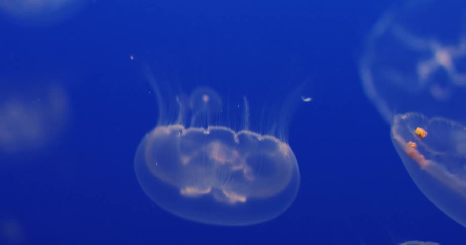 A jellyfish moves its body as it swims as other jellyfish float in the clear blue water