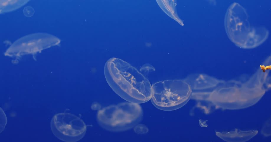 Transparent jellyfish with tentacles swim in water