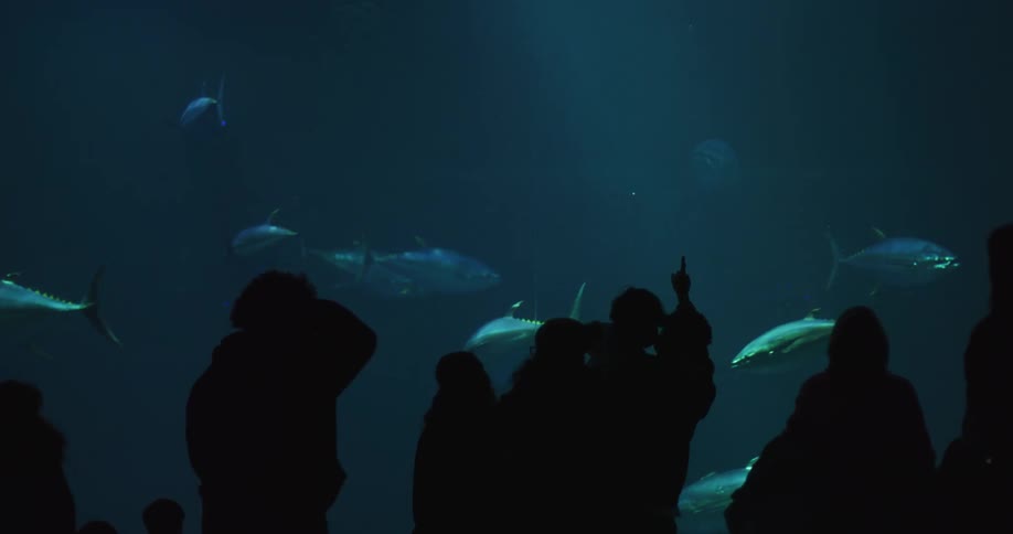 The silhouette of people standing watching the fish swimming in an aquarium tank