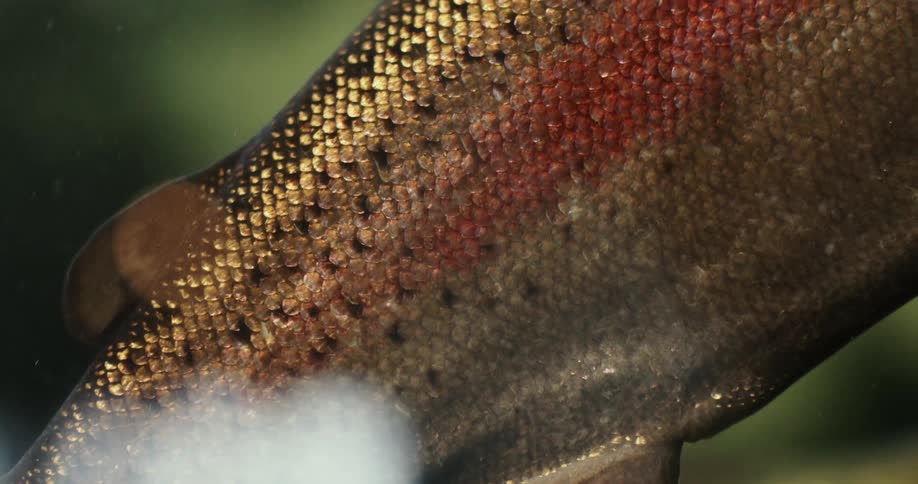 A fish with golden scales swims upward underwater