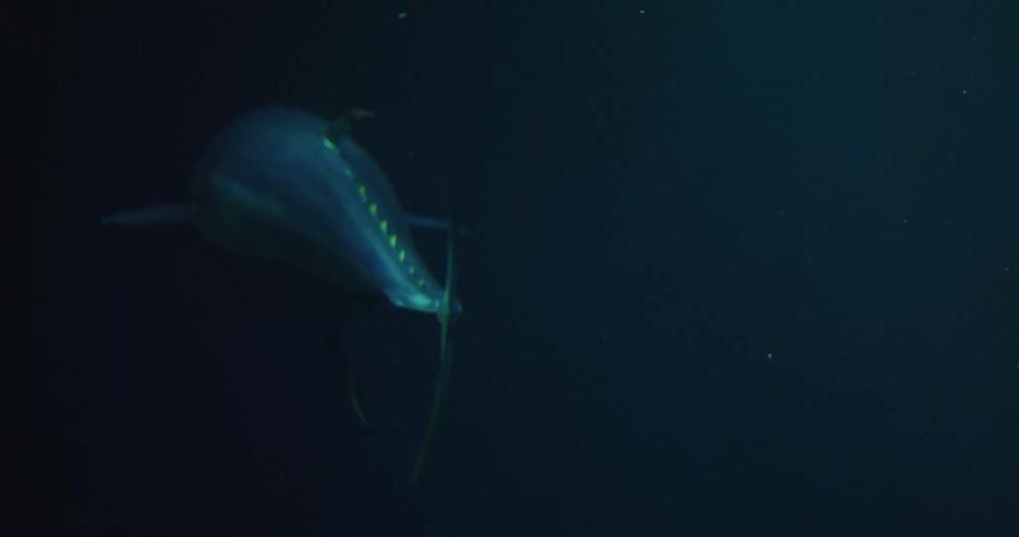A giant bluefin tuna is swimming underwater as light shines from above
