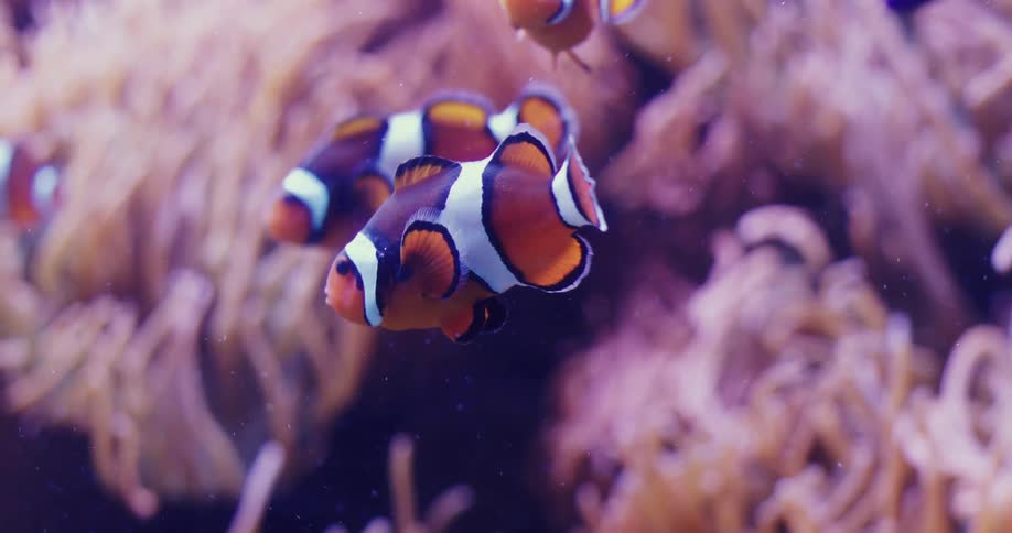 Clown fish swimming with mouths open searching for food