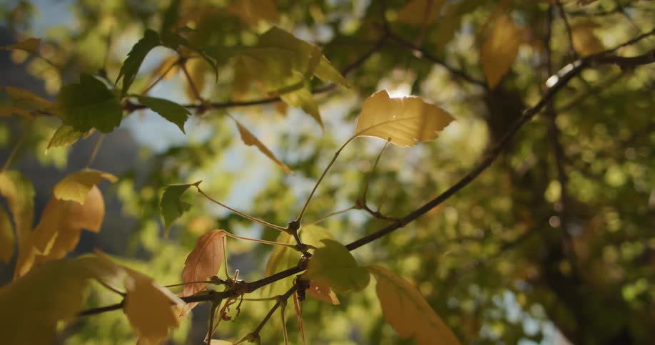 Sunlight shines through the foliage of a tree