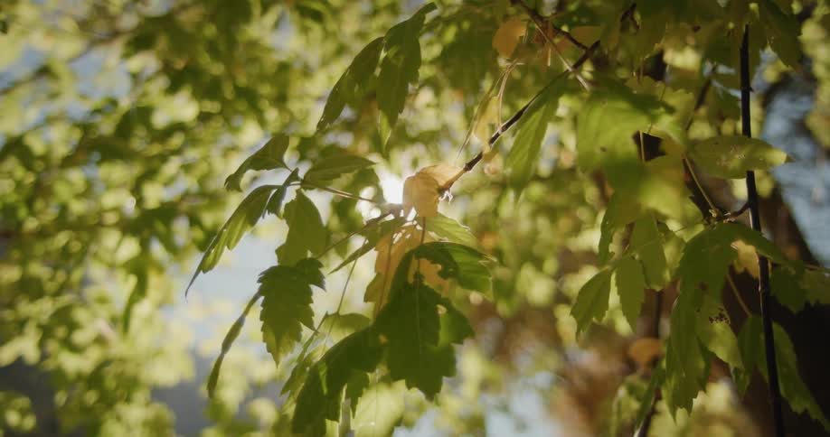 The sun is shining through the leaves of a tree
