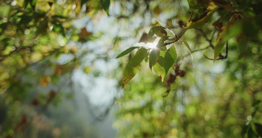 Sunlight shines brightly through tree branches with leaves changing to fall colors