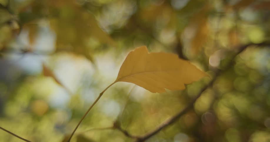 The sun shines through trees on brown leaf in the autumn forest