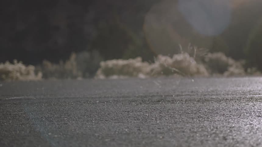 Thin tumbleweed blowing across a flat area