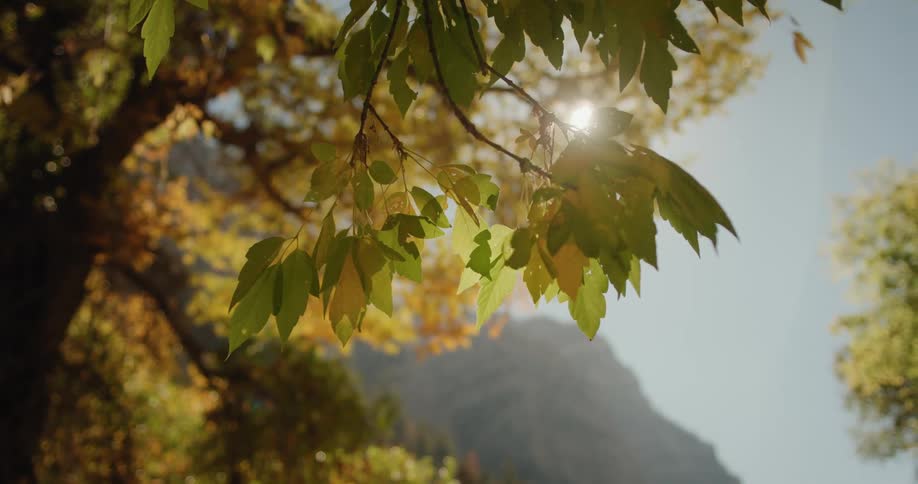 The sun shines down on trees in a forest with fall leaves