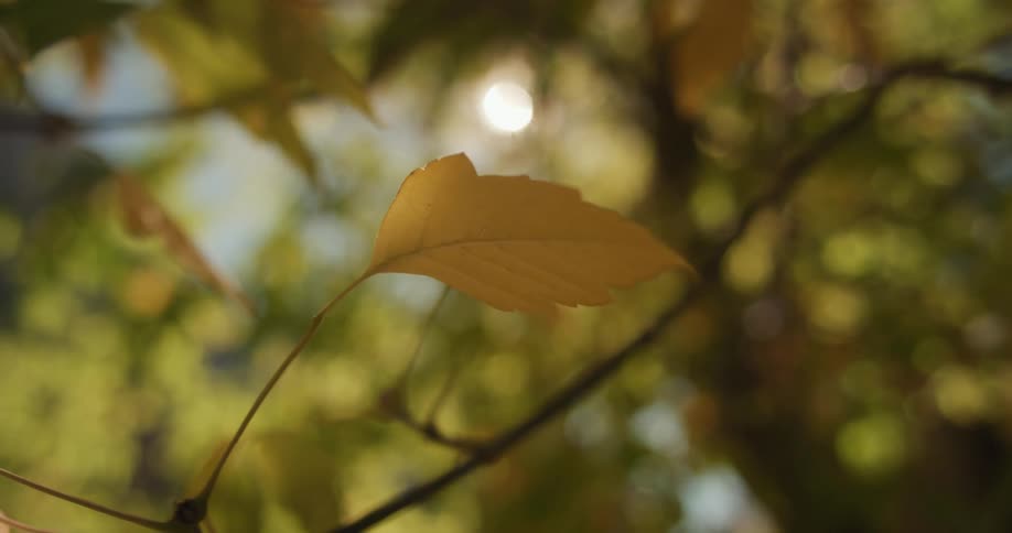 Sun shines through fall foliage canopy onto small leaf