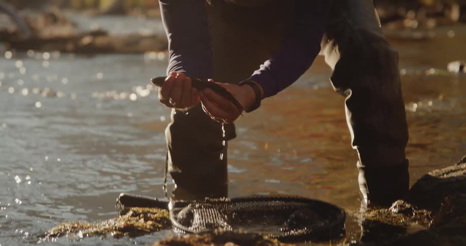 Man picks up a fish he just caught using a net in a river a morning