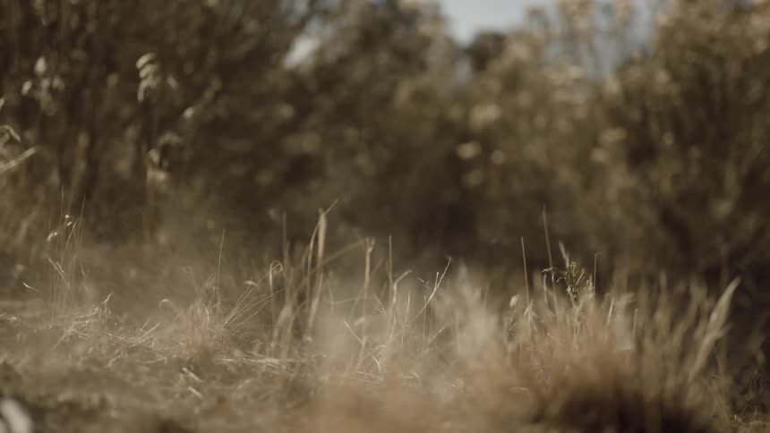 Sports Car In Desert