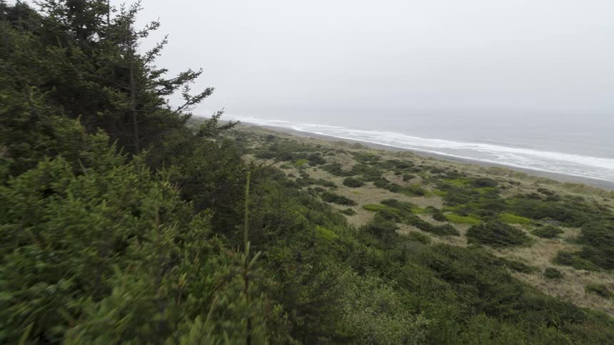 Evergreen trees and bushes cover a hill overlooking the coast on a foggy morning