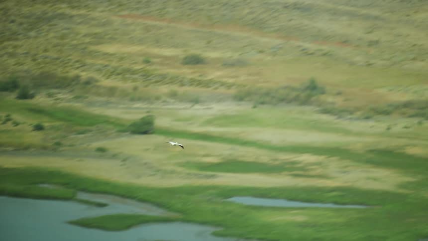 A white Great American Pelican bird flies over small lakes and a field as filmed from high above in an airplane