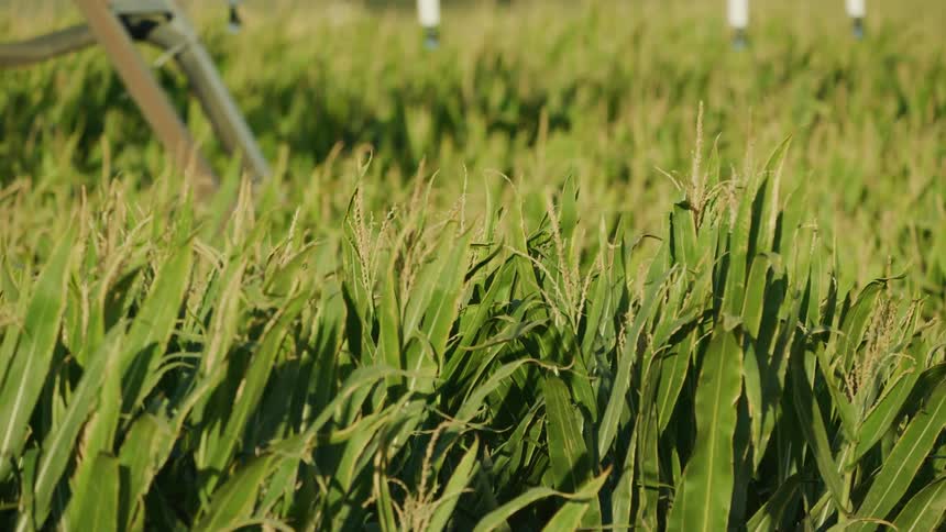 Monoculture Corn grows in the late August sun just before harvest