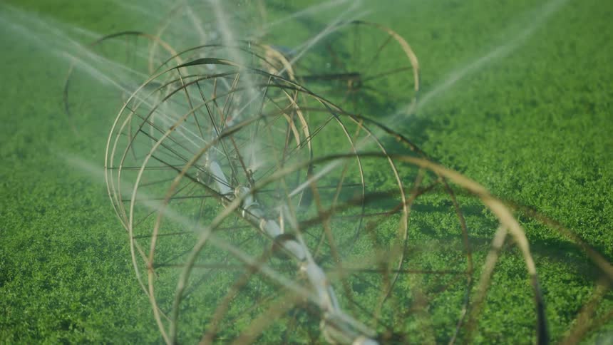 Tight slow motion gimbal shot of sprinklers spraying a lot of water on a field of clover in late summer