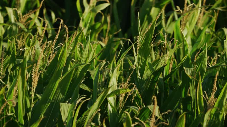 Tight dynamic shot of corn growing under the hot August sun at the end of summer