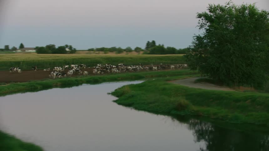 Super high energy shot of black and white cows graze near a meandering stream on a rural farm showing the varied uses of land by irrigation consumers in the arid western USA