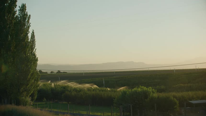 Large sprinklers water fruit trees growing apples, peaches and plums in a dry western valley at sunset in ideal golden light
