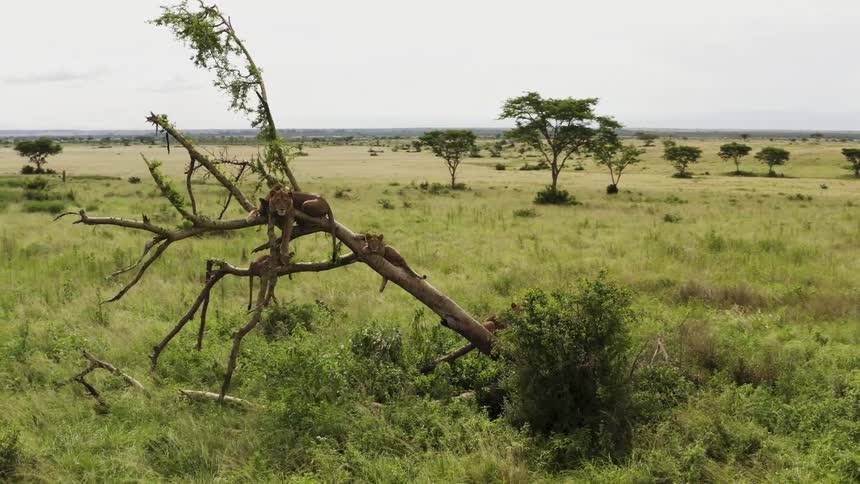 Wild animals are sitting on a tree in the jungle