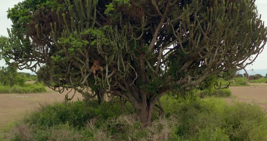 A lioness rests in a tree in a grassland during the day
