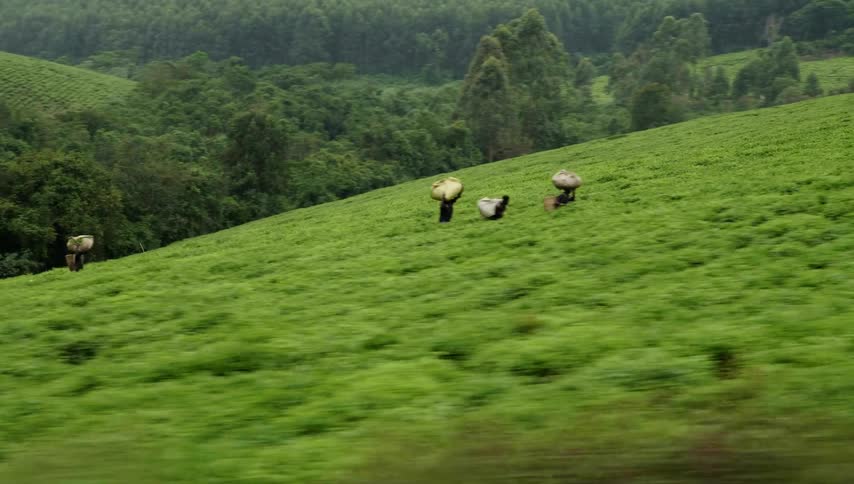 People are walking on a grass covered hill carrying baskets and there are trees in the distance