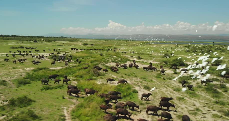 Aerial view of a flock of birds flying over a herd of african buffalos in the field