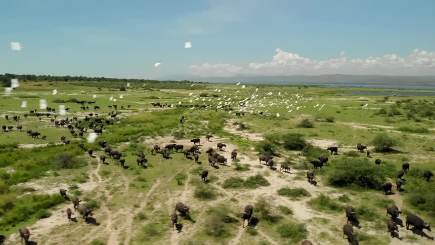 Aerial view of a flock of birds flying over a herd of african buffalos in the field