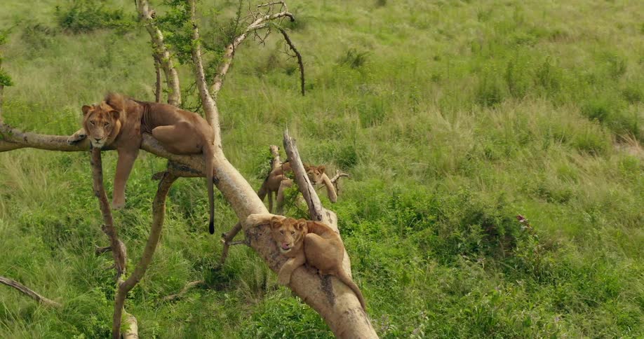 Aerial view of lions sitting in tree in green field