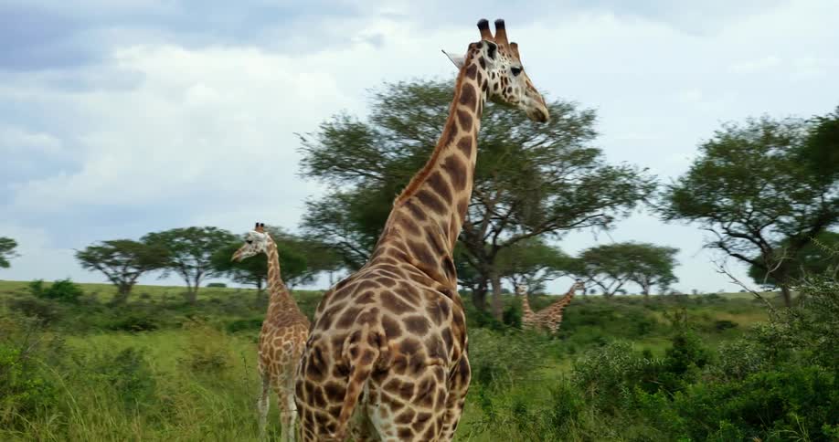 Giraffes walking across grassy plains on the savanna