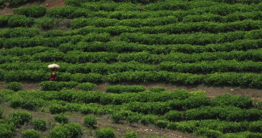 People walking near rows of shrubs outside in summer
