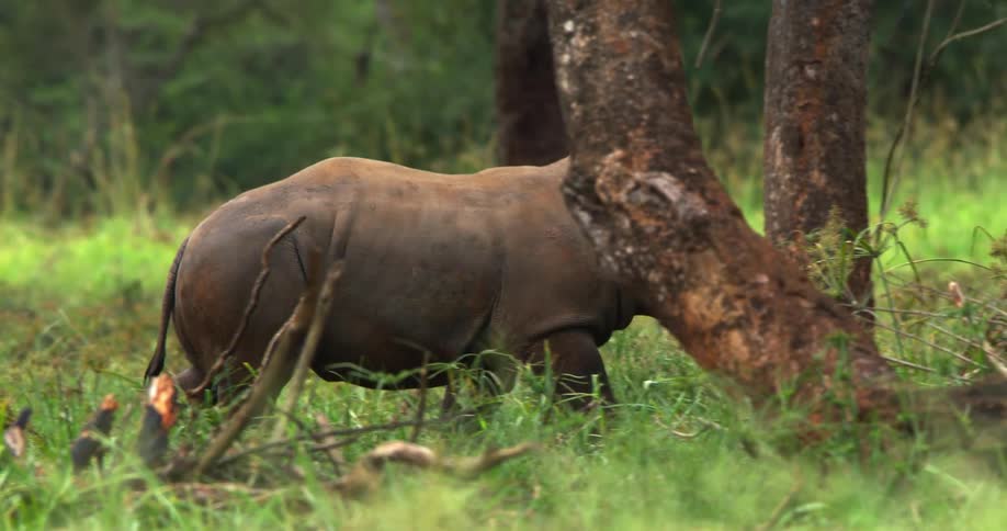 A rhinoceros walking through grass and trees in nature