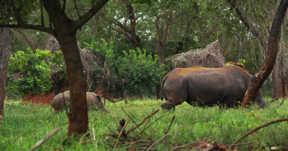 Rhino and calf walk in the green field near the forest