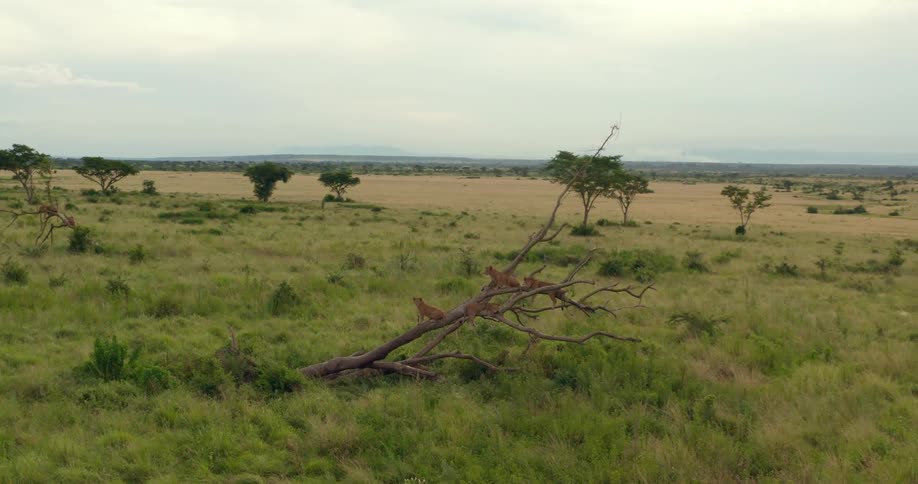A group of lions sits in tree in open grass field