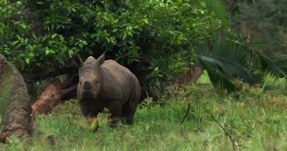 Rhino calf lying in green grass gets up in the field