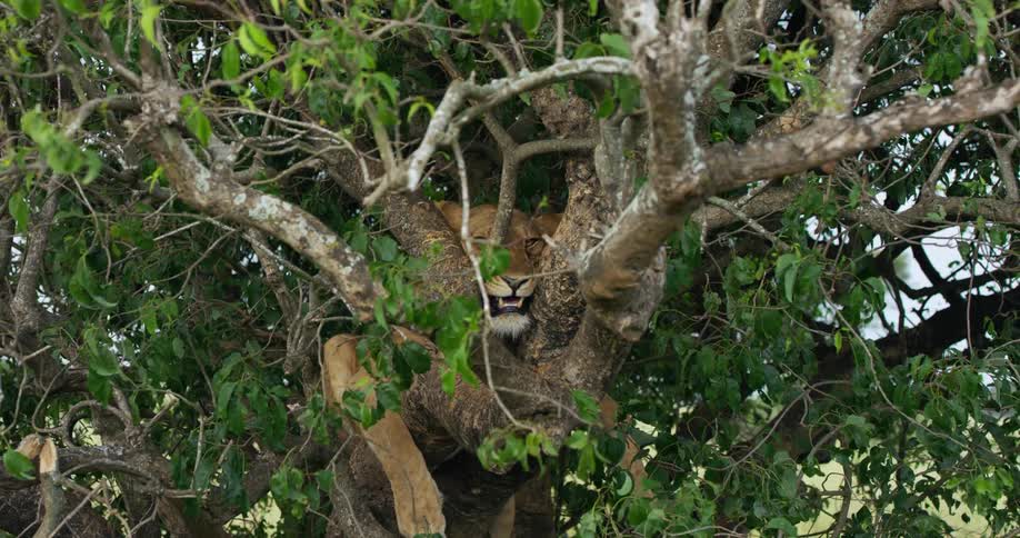 African lion sleeps in green tree