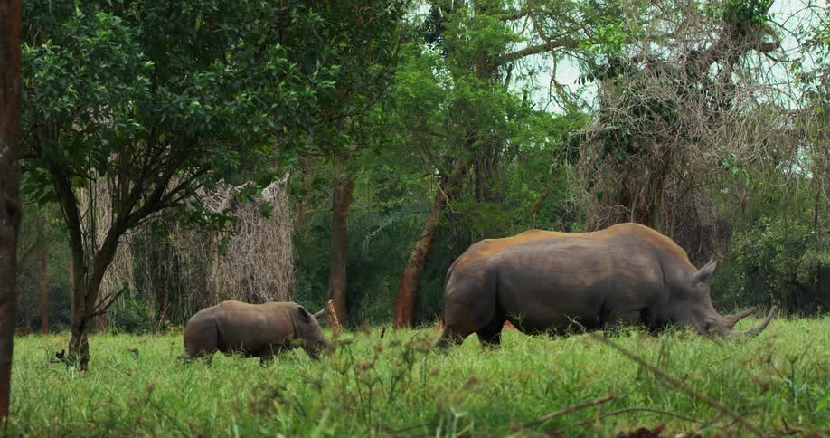 Two rhinoceroses walking across a grassy field