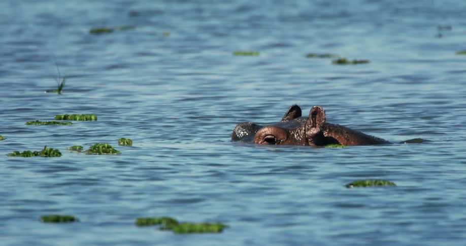 Hippopotamus swims in water