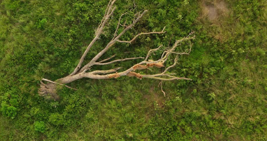 A small tree lays on its side on the ground after being uprooted