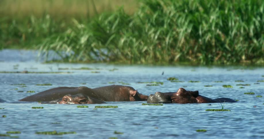 A group of hippos graze while partially underwater