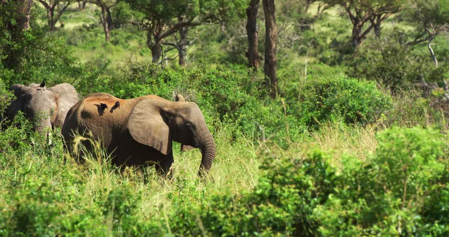 Birds fly toward and land on elephants walking through a field
