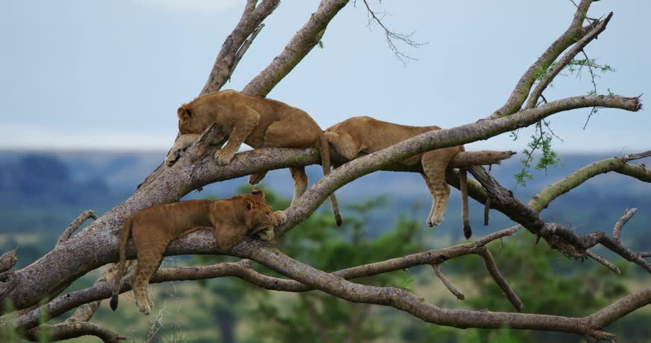A trio of tigers lounge in barren tree branches