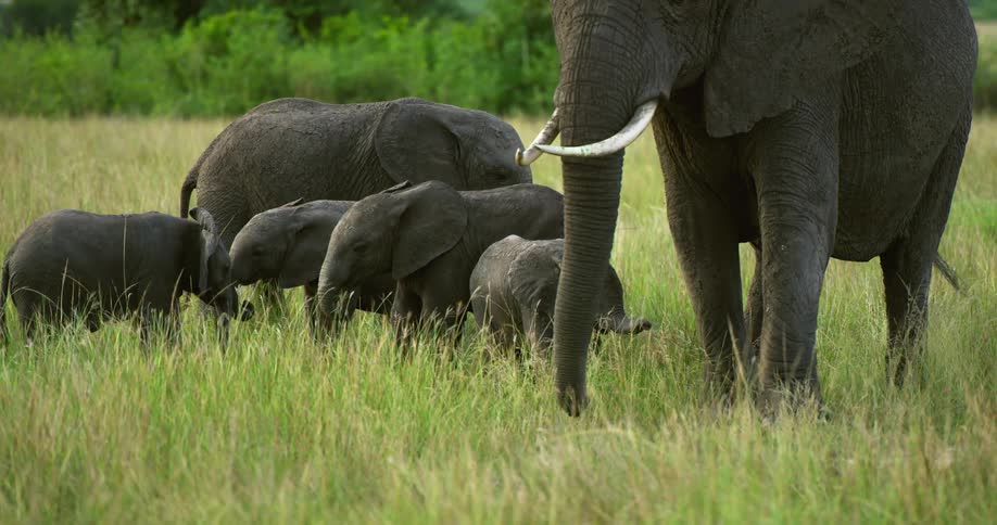 Elephant and its calves stand in green grass in the field