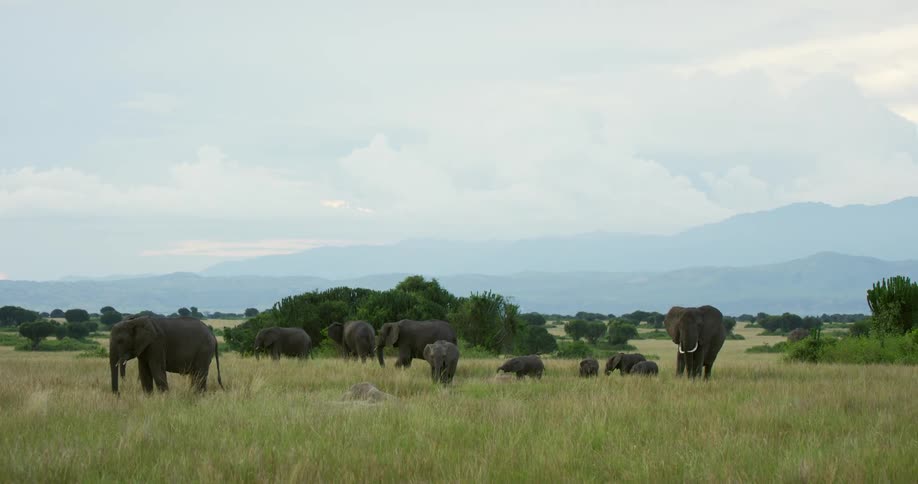 Elephants are grazing on grass during the spring