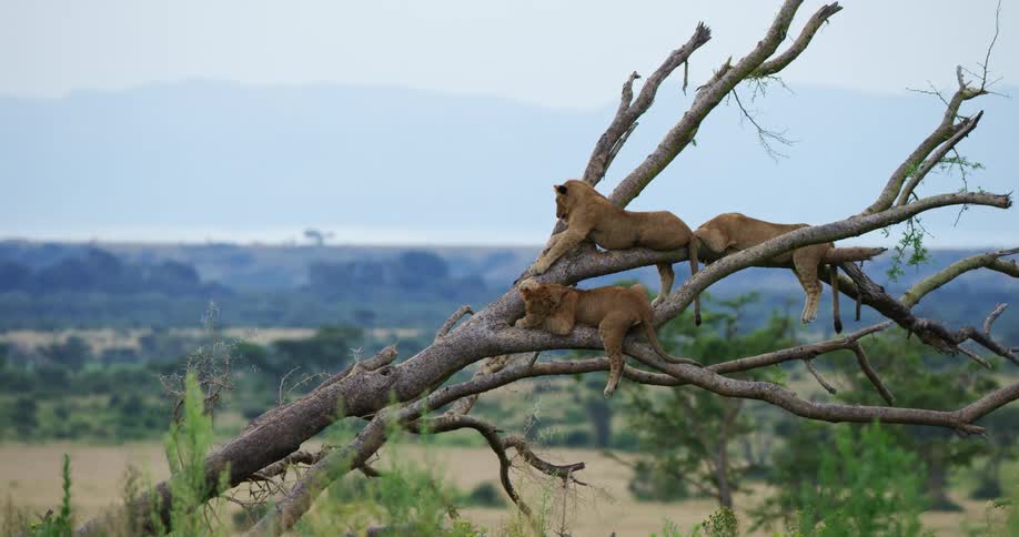 Tsavo lions are sitting in a tree relaxing overlooking the land and silhouettes of mountains are in the distance