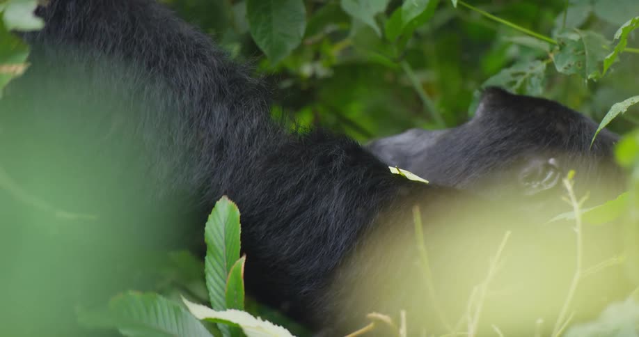A gorilla eats while reaching into the branches of a tree during the day